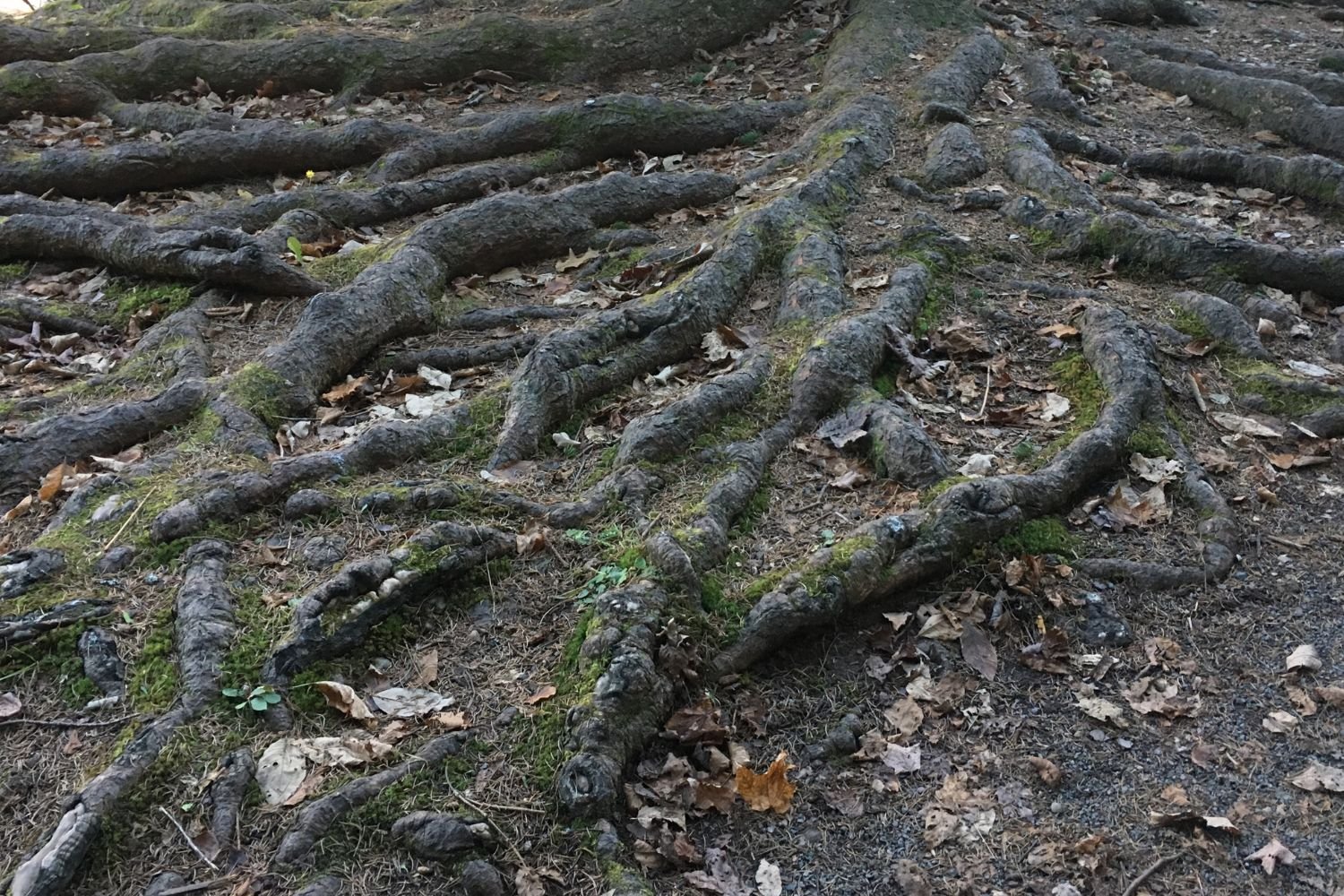Tree roots representing tree root ingress in pipes