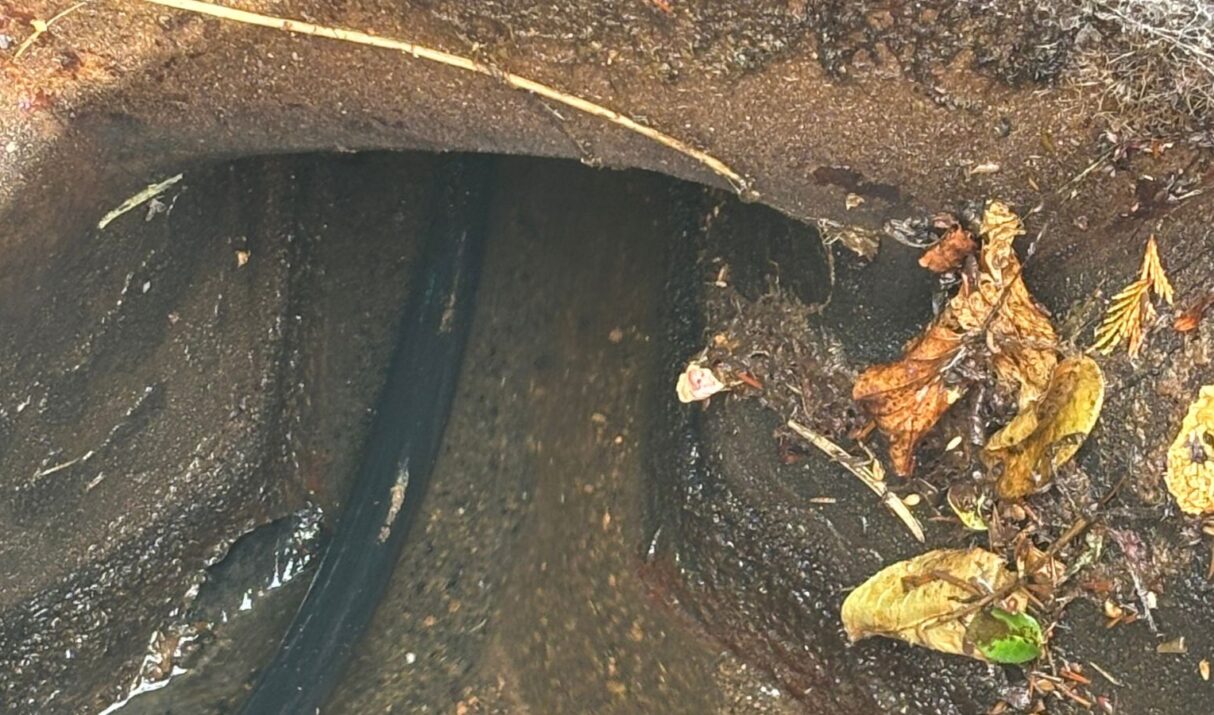 How to Prevent Blocked Drains in Autumn