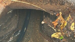 Fallen leaves and twigs collected around the opening of an outdoor drain in Dorchester.