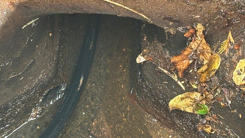 Fallen leaves and garden debris collected inside an outdoor drain in Dorchester