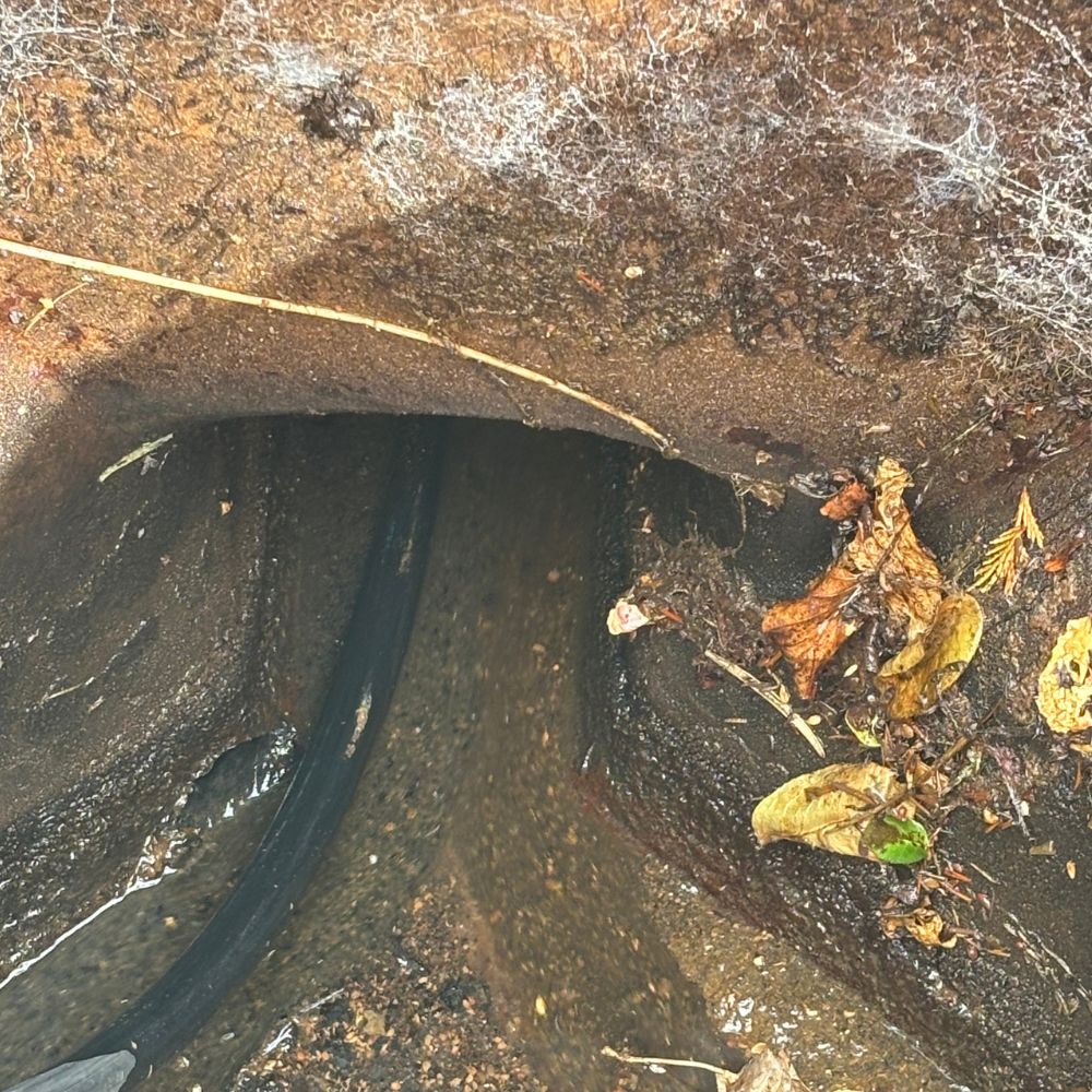 Fallen leaves and garden debris collected inside an outdoor drain in Dorchester